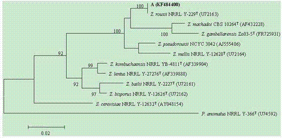 A highly salt-tolerant Zygomyces rouckeri