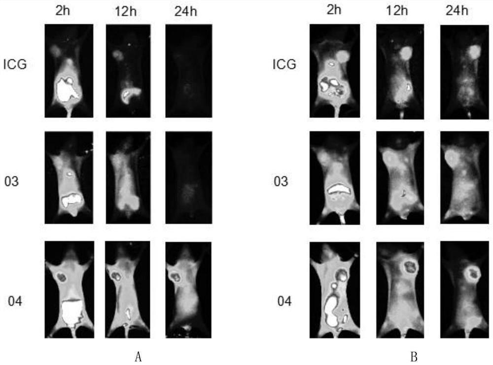 A water-soluble heptamethine near-infrared dye with tumor targeting and its application