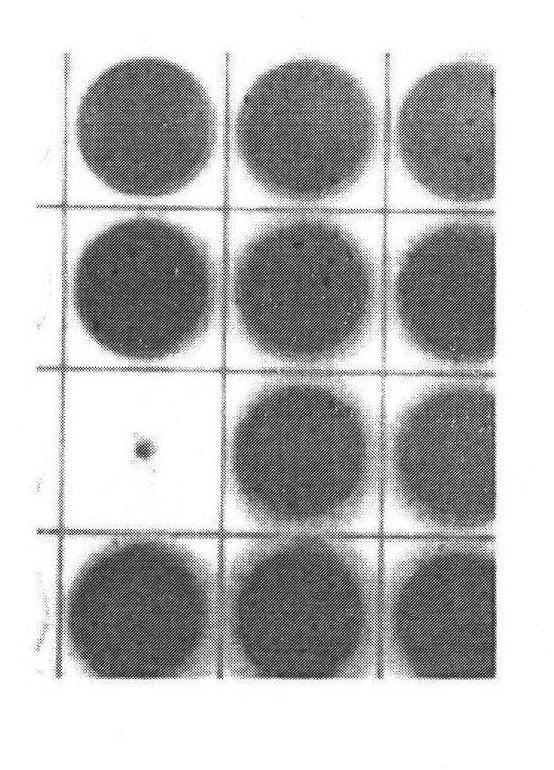 Conductive polymer for biosensor and preparation method thereof