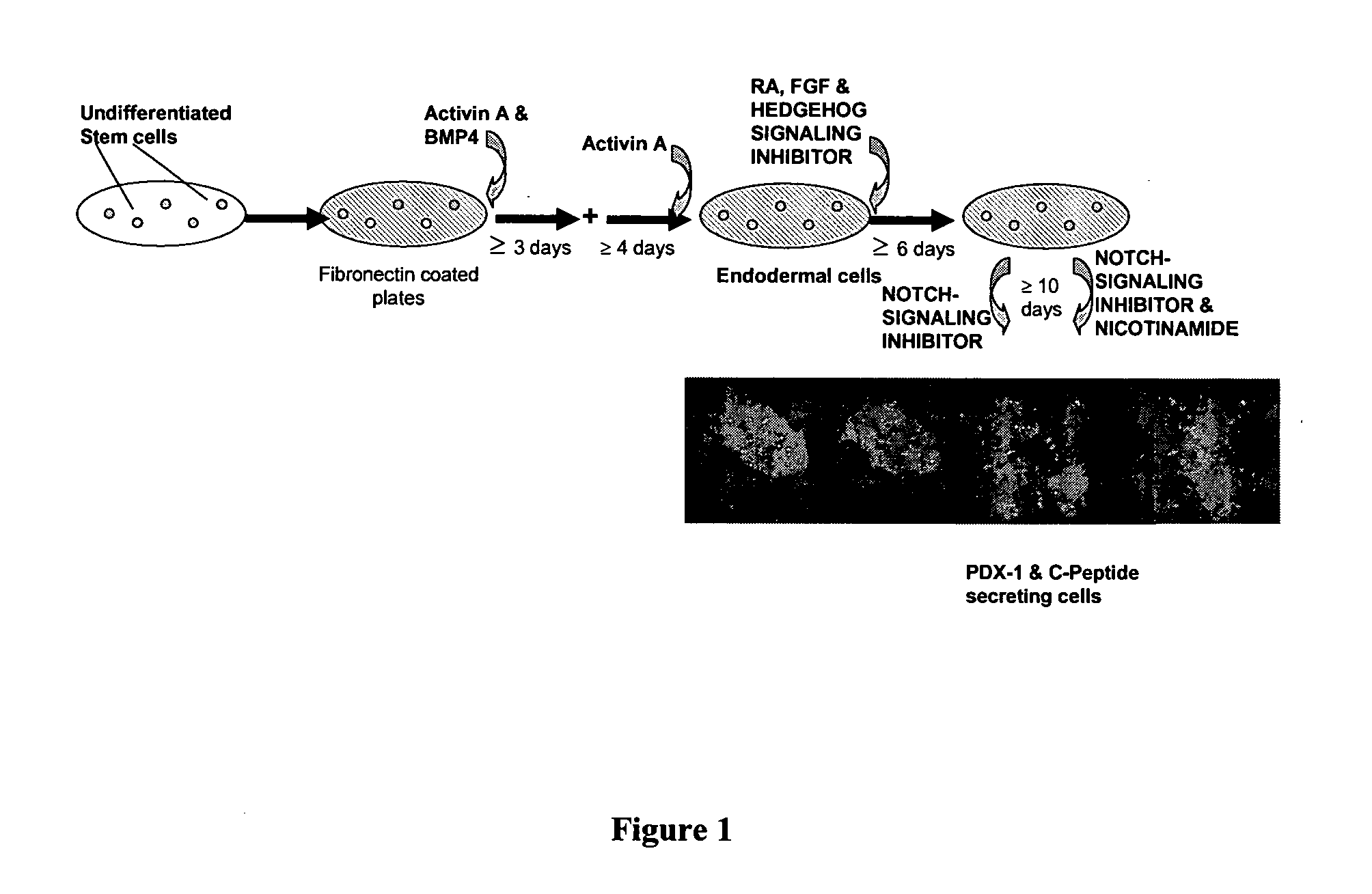 Method of Differentiating Stem Cells