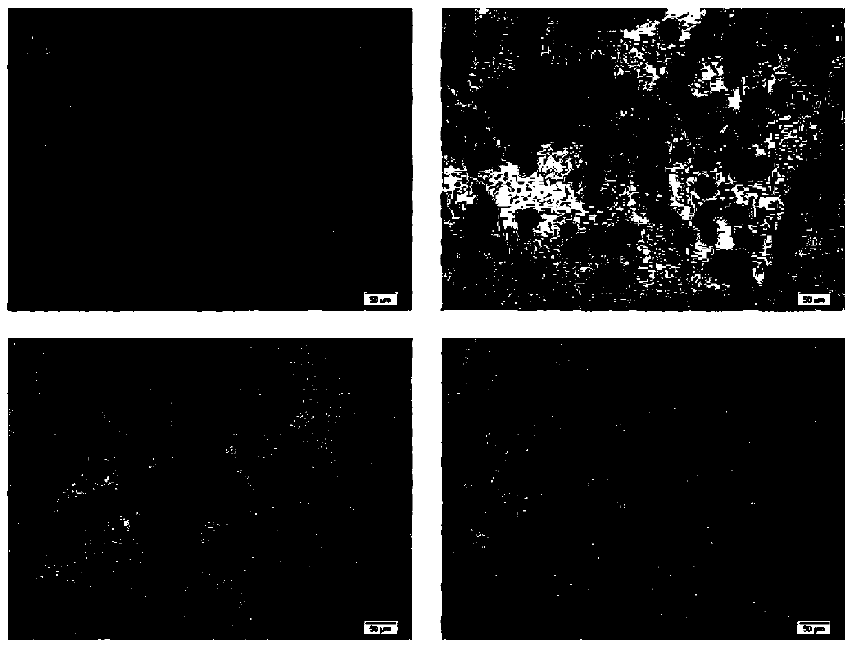 Application of crude broussonetia papyrifera leaf extract in preparation of drugs used for treating non-alcoholic fatty liver disease