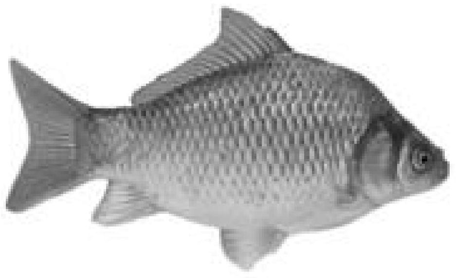 Method for distant hybridization between subfamilies of fancy carp and bighead carp and application of tetraploid fancy carp and bighead carp