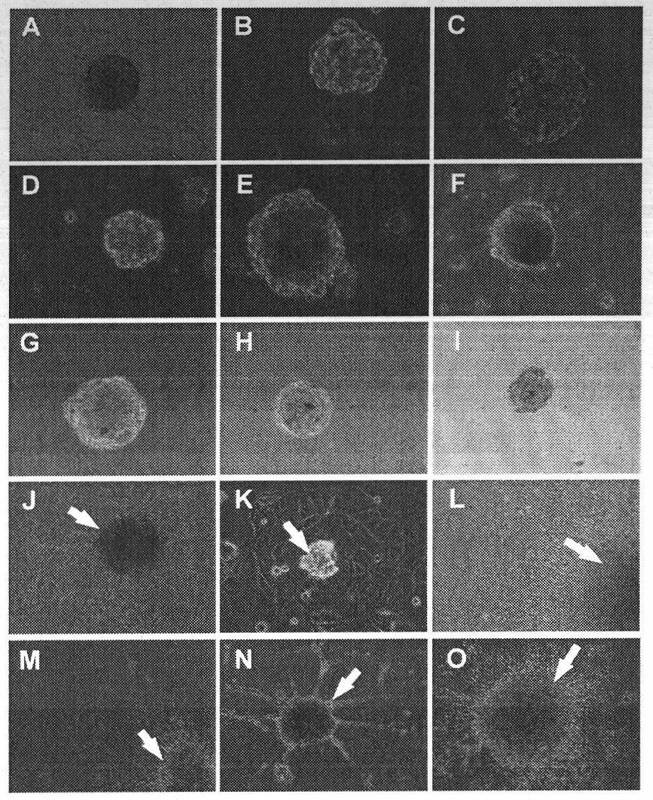 Application of gap junction protein and coding gene thereof in preparing medicament for reversing malignant phenotype of cancer stem cell