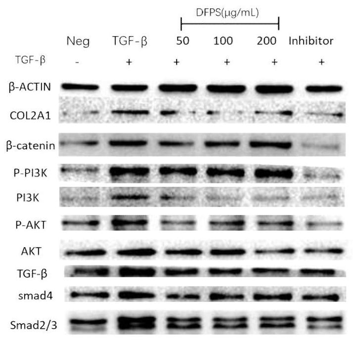 Application of high-sulfation fucogalactan from brown algae in drugs and health care products for preventing and treating pulmonary fibrosis