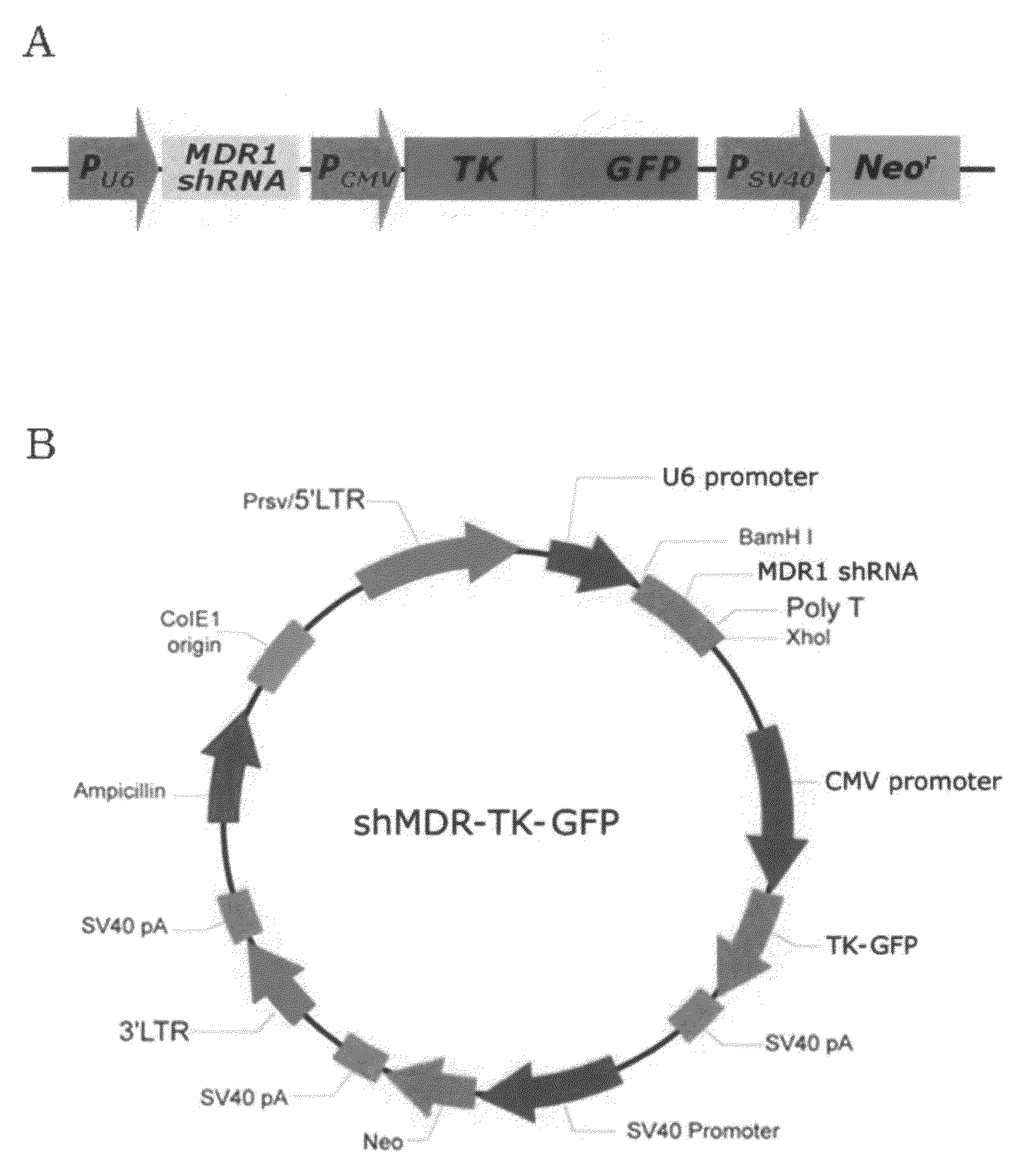 Recombinant vector expressing MDR1 shRNA and thymidine kinase and use thereof