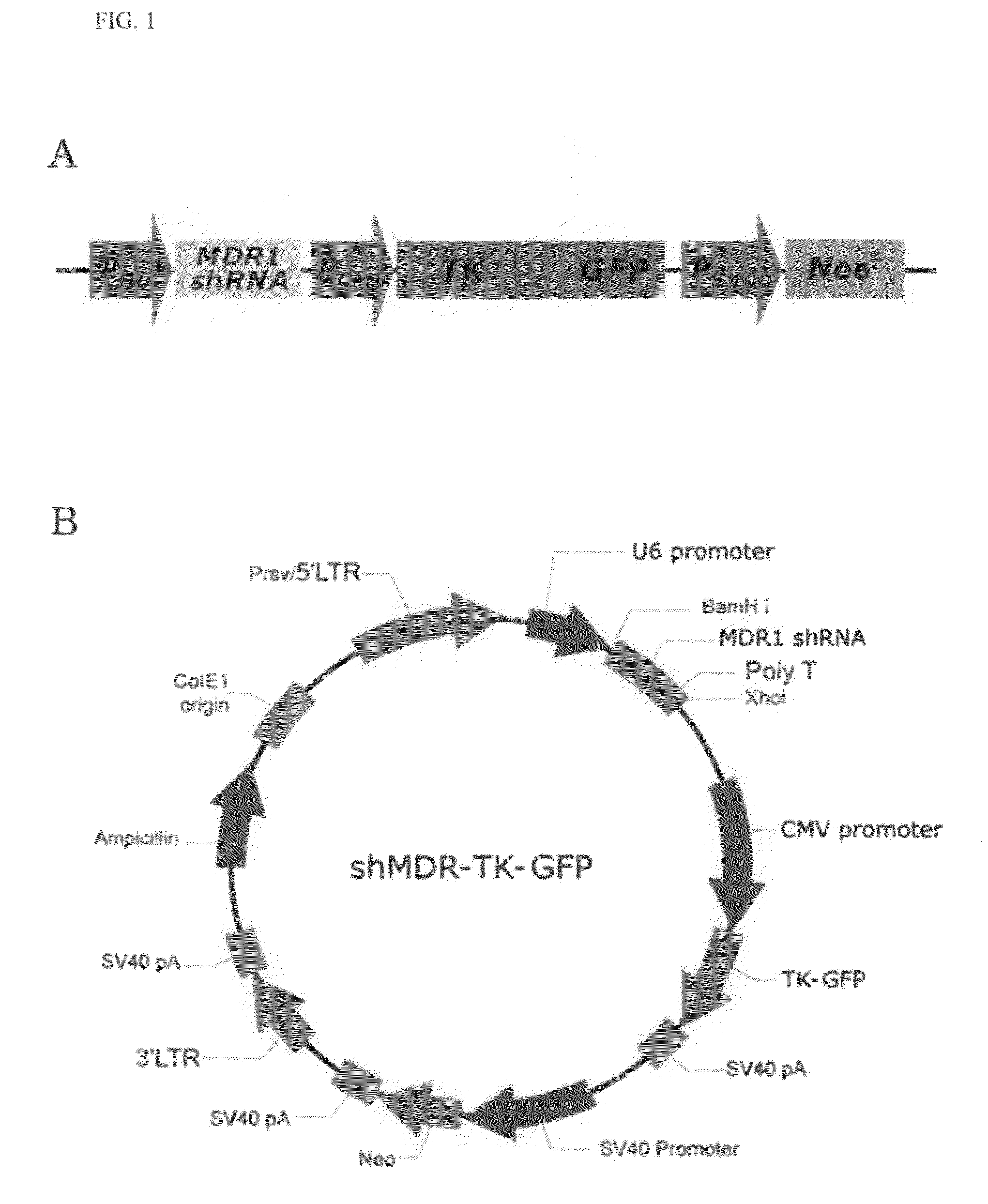 Recombinant vector expressing MDR1 shRNA and thymidine kinase and use thereof