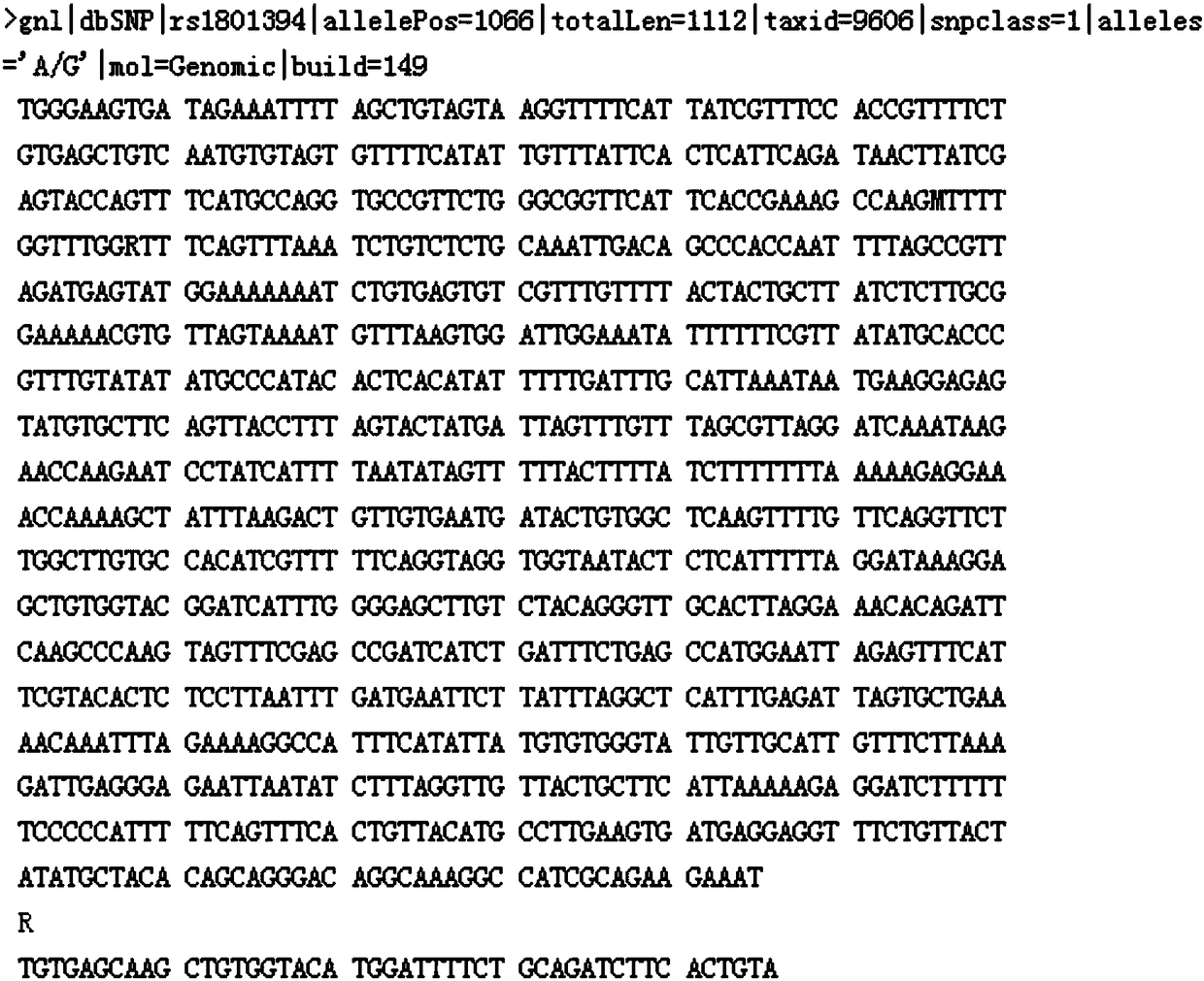 PCR primer and method for detecting genotype of SNP locus of MTRR gene