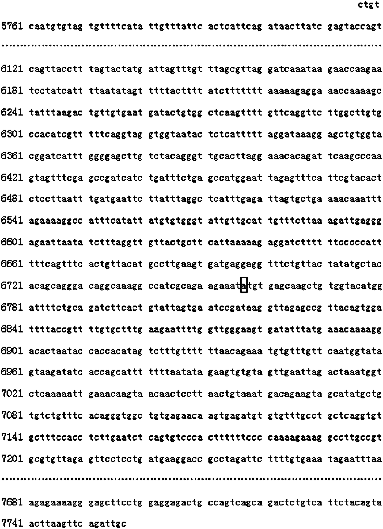 PCR primer and method for detecting genotype of SNP locus of MTRR gene