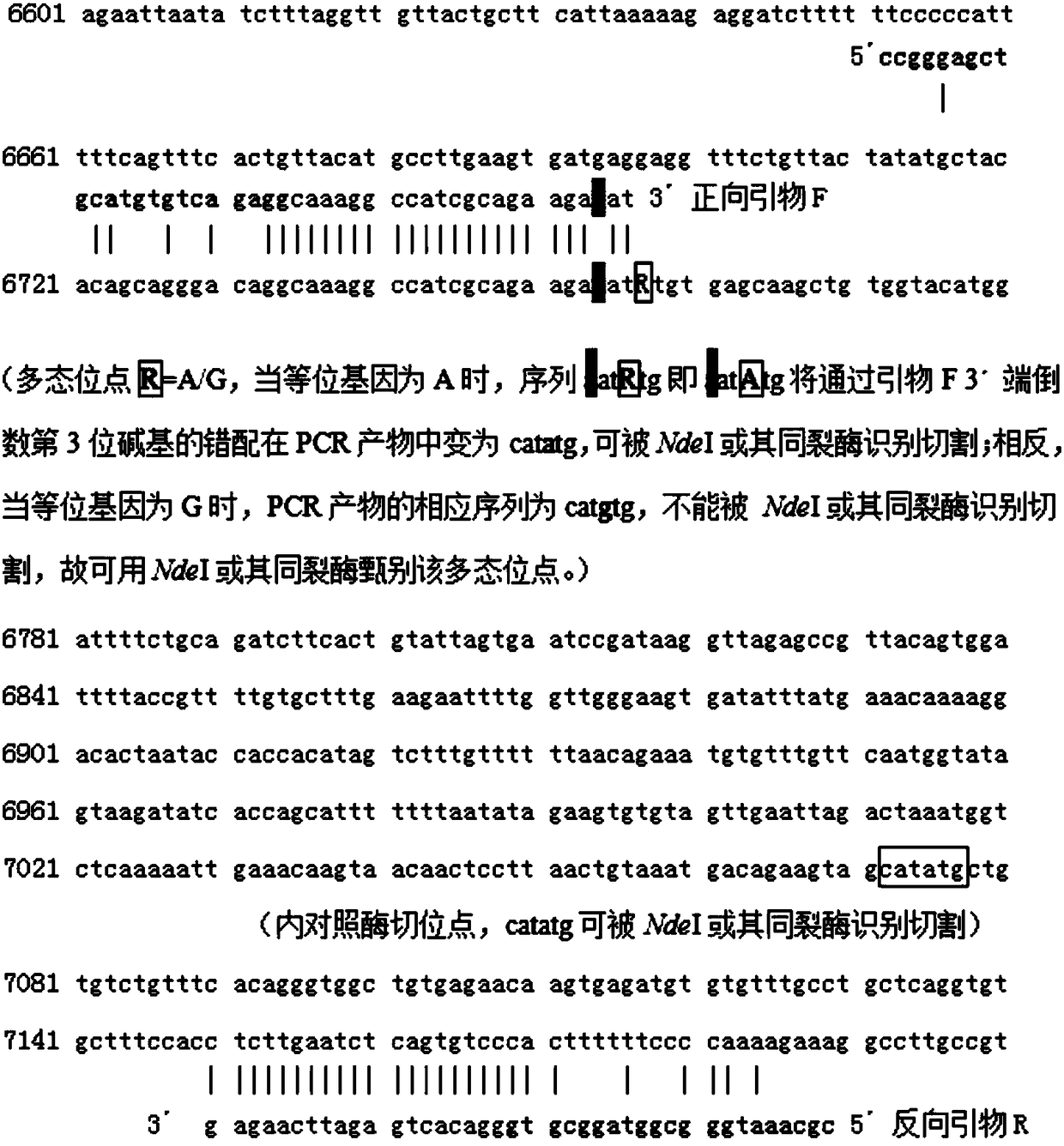 PCR primer and method for detecting genotype of SNP locus of MTRR gene