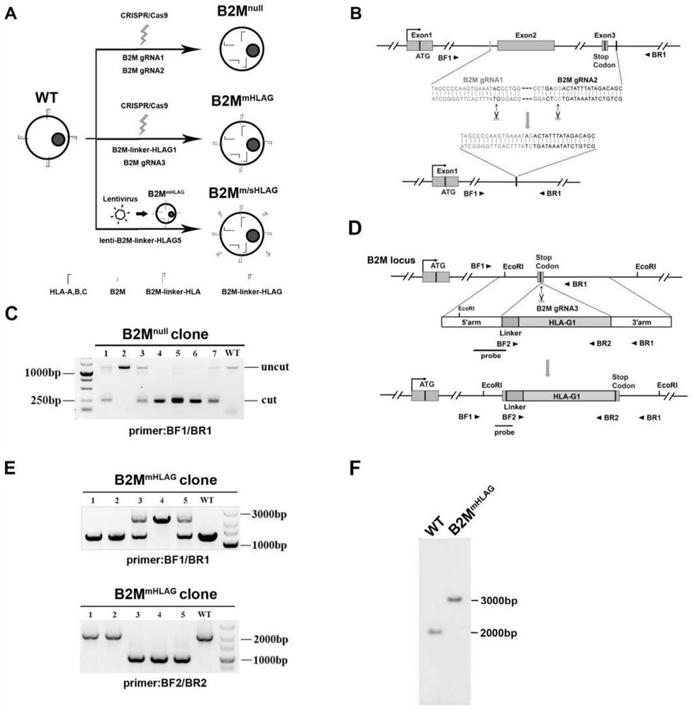 Construction method of human embryonic stem cells