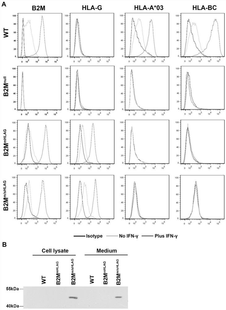 Construction method of human embryonic stem cells