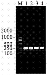 Escherichia coli anti-tumor targeted engineering strain, and building method and application thereof