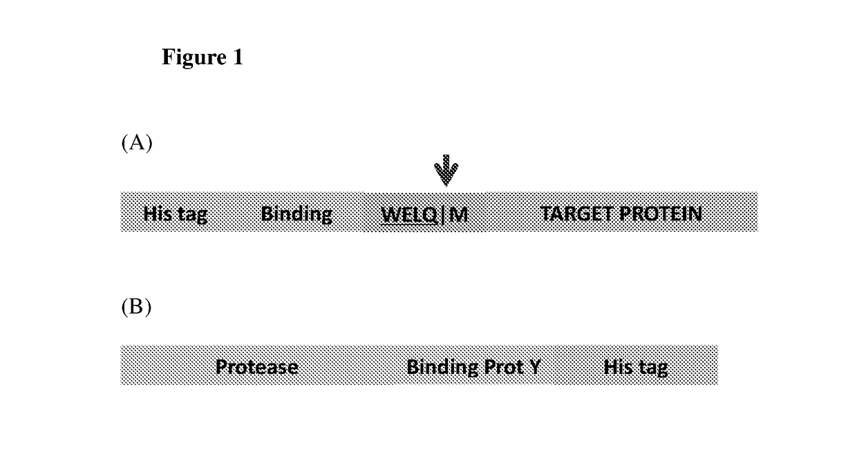 Native protein purification technology