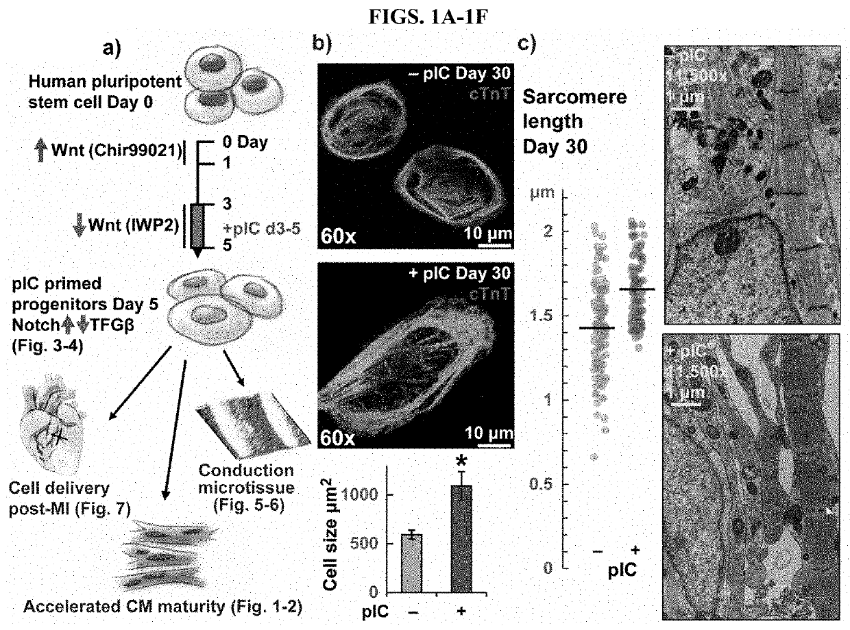 Method of making cardiomyocytes from human pluripotent cells