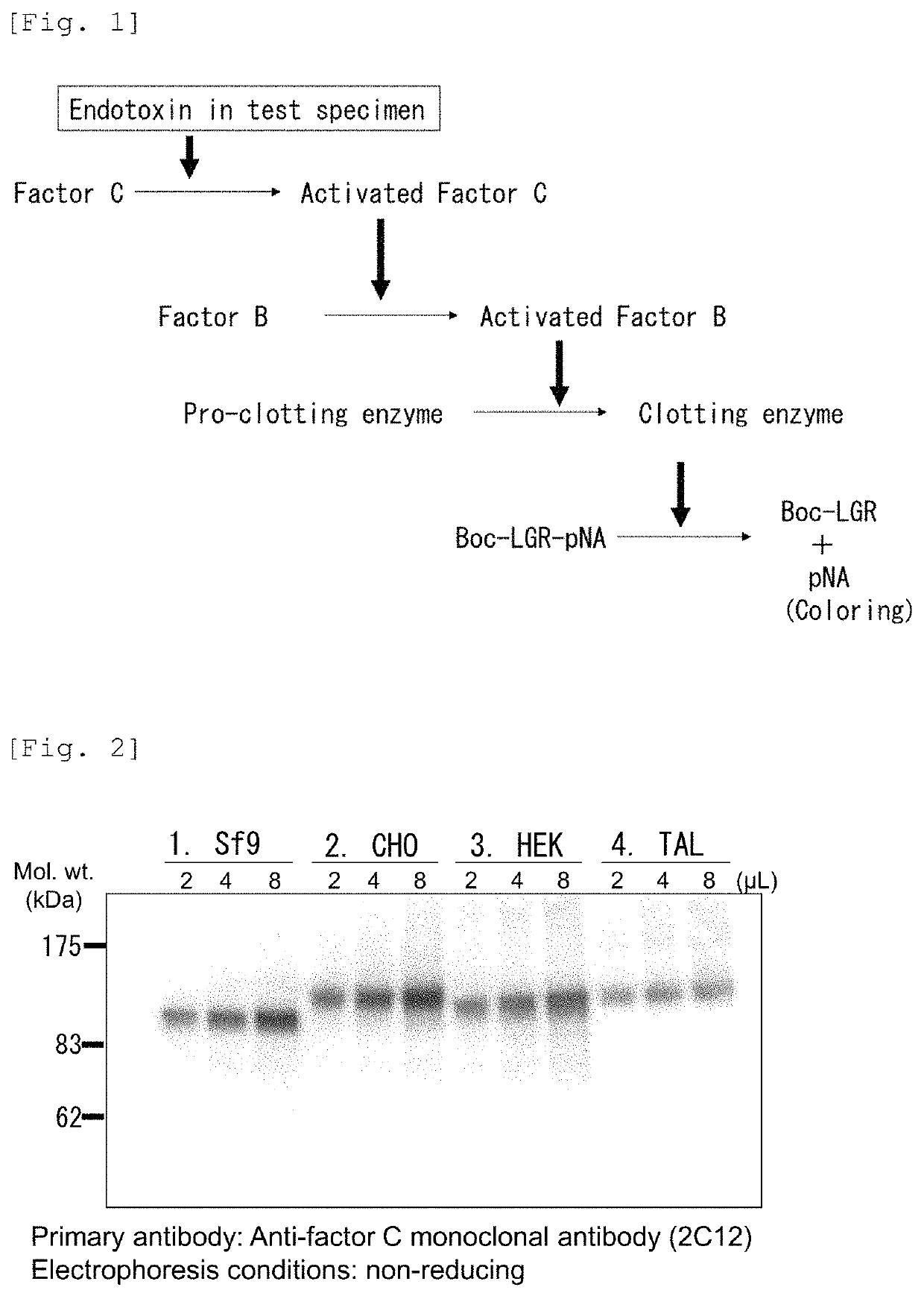 Recombinant Factor C and method for producing the same, and method for measuring endotoxin