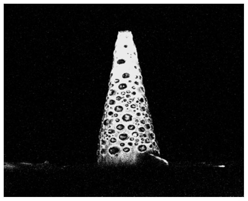 An aptamer molecular probe-modified porous microneedle patch and its preparation method and application