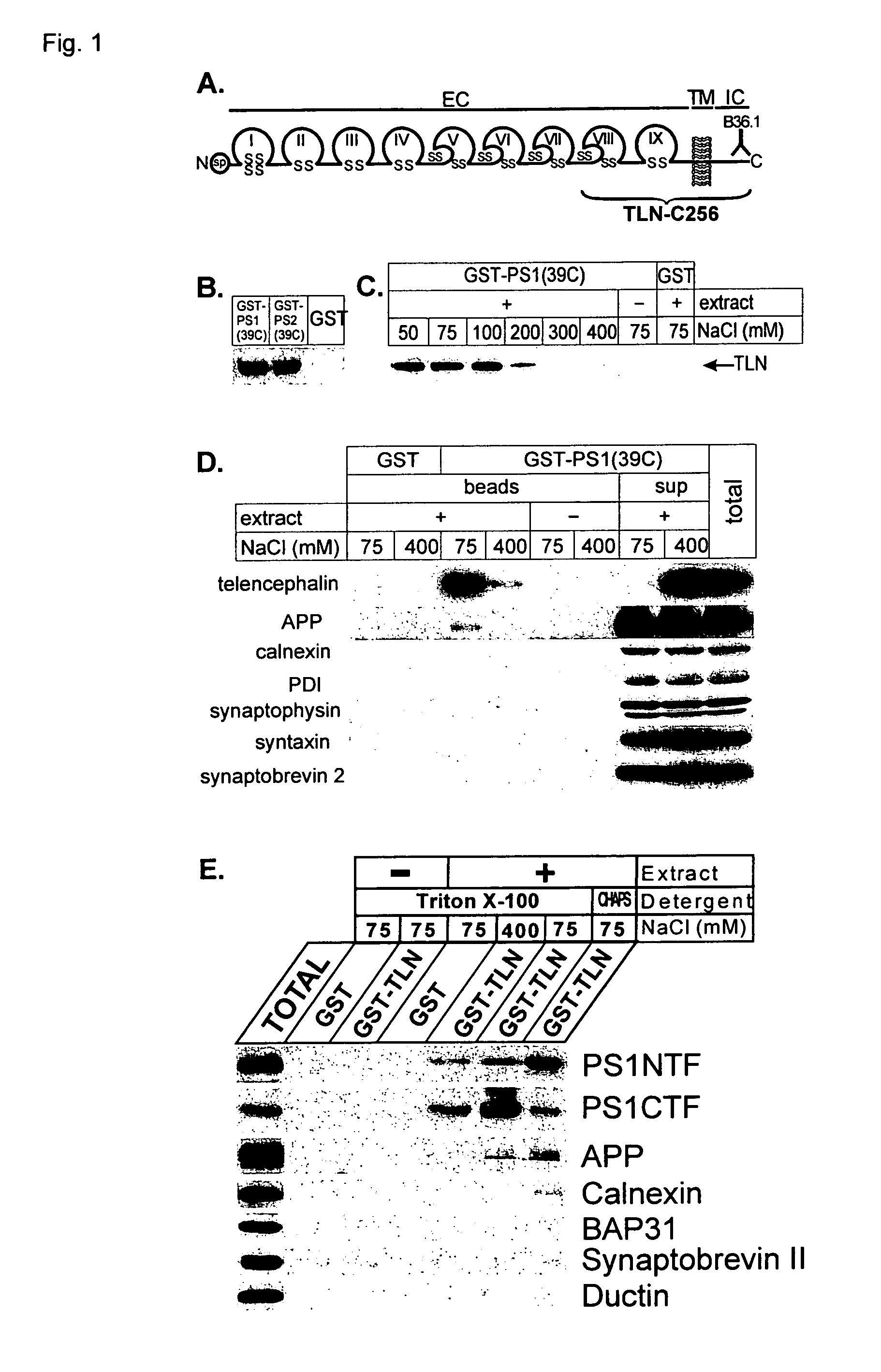 Binding domains between presenilins and their substrates as targets for drug screening