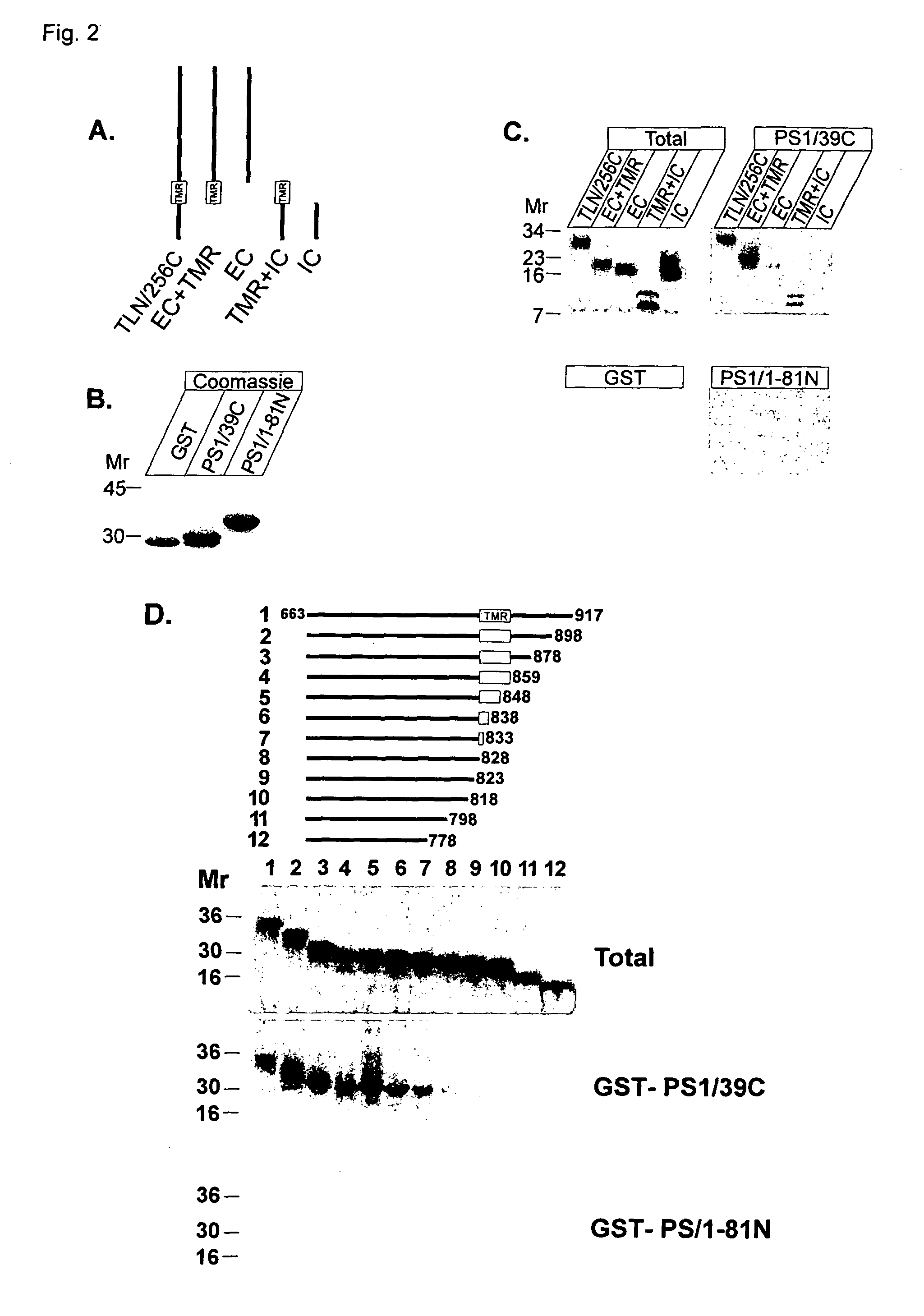 Binding domains between presenilins and their substrates as targets for drug screening