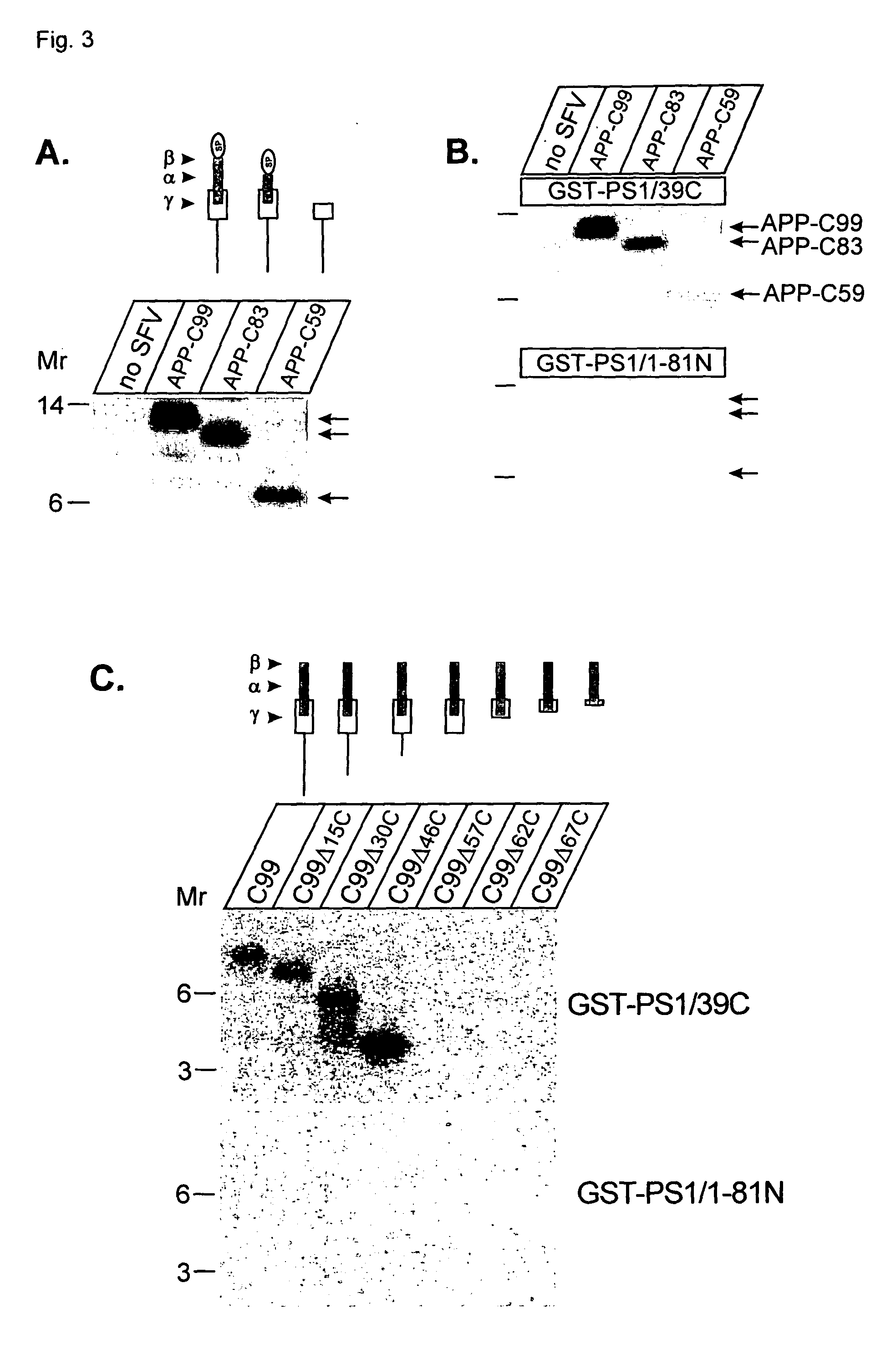 Binding domains between presenilins and their substrates as targets for drug screening