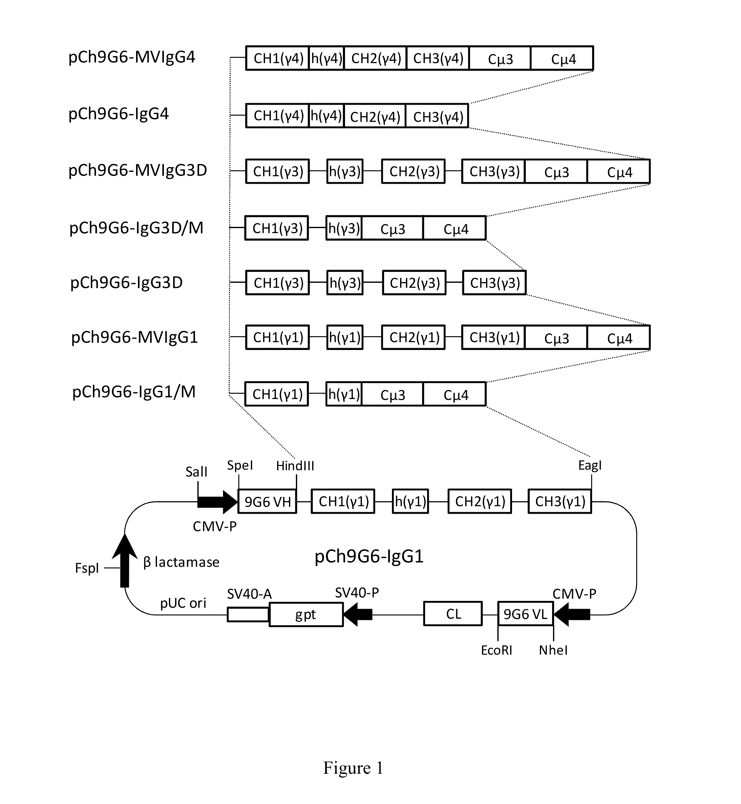 Hybrid Constant Regions