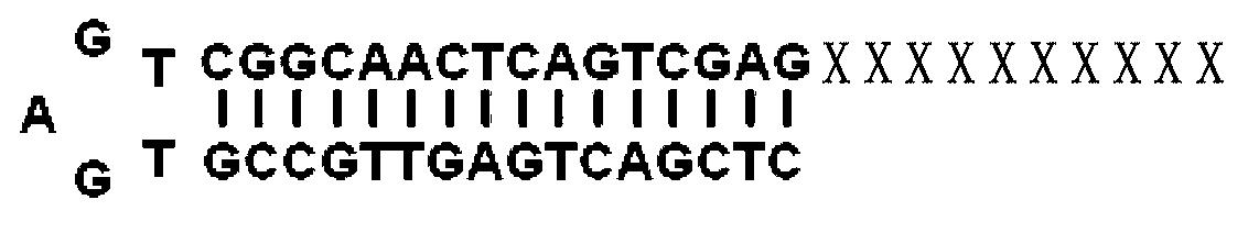 Method for obtaining miRNA (Ribose Nucleic Acid) candidate target gene and special reverse transcription primer for method