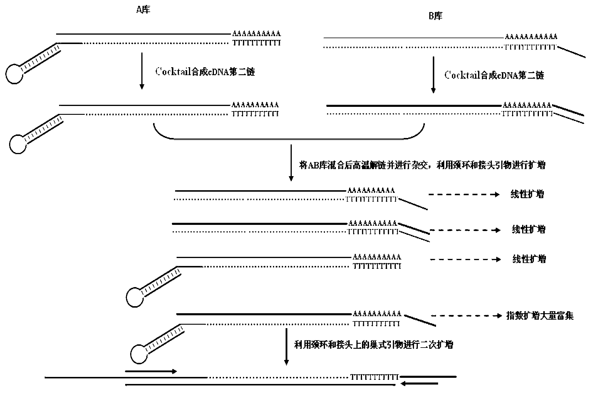 Method for obtaining miRNA (Ribose Nucleic Acid) candidate target gene and special reverse transcription primer for method