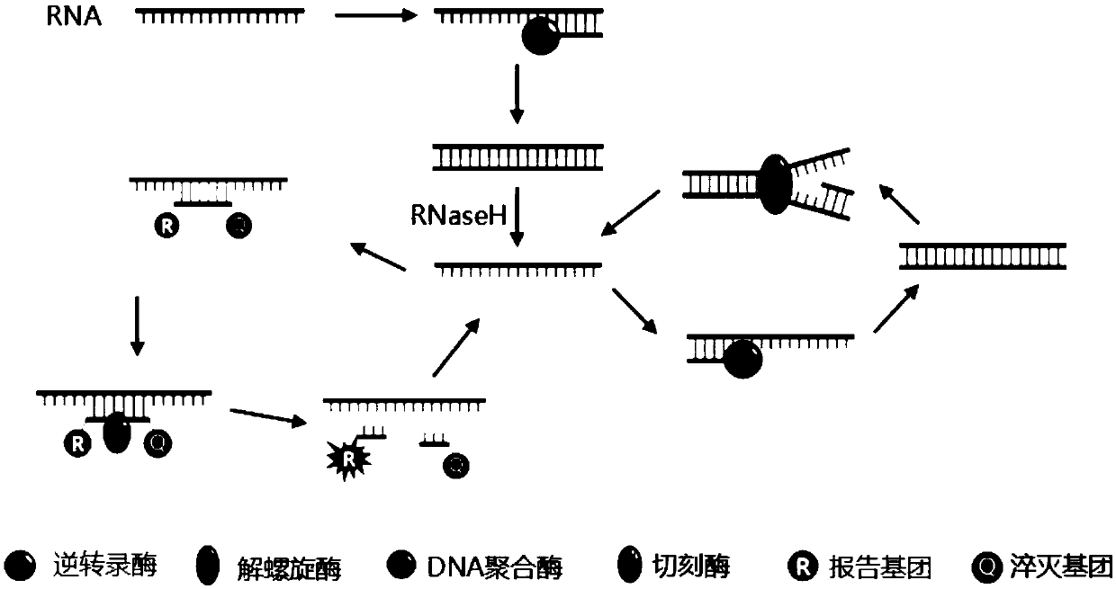 Isothermal amplification nucleic acid detection method based on helicase and nicking enzyme and kit