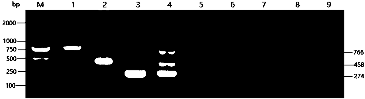 Pigeon variola, pigeon chlamydia and pigeon herpes virus triple PCR diagnostic kit and detection method thereof