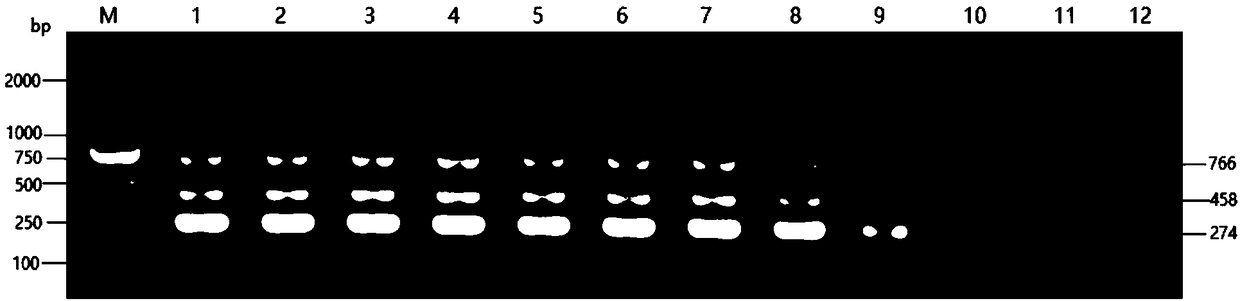 Pigeon variola, pigeon chlamydia and pigeon herpes virus triple PCR diagnostic kit and detection method thereof