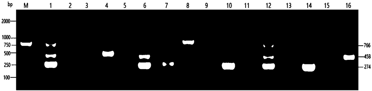 Pigeon variola, pigeon chlamydia and pigeon herpes virus triple PCR diagnostic kit and detection method thereof