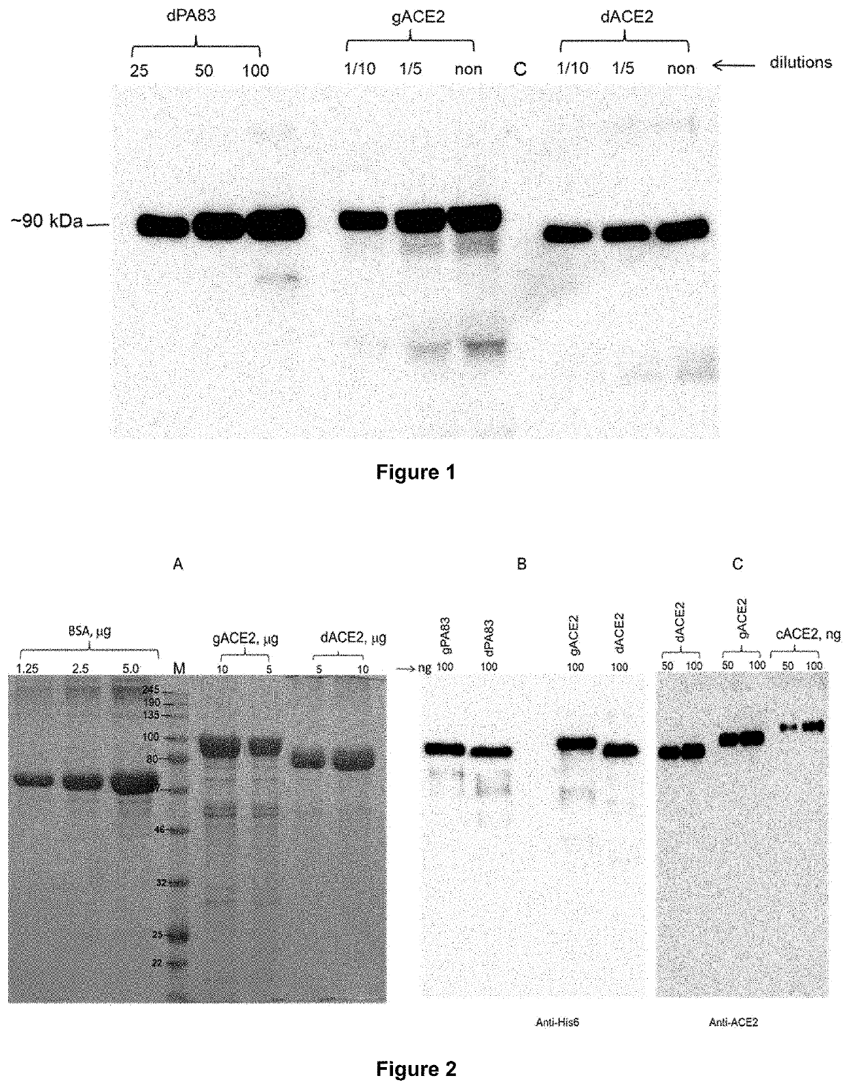 Engineering, production and characterization of plant produced, soluble human angiotensin converting enzyme-2 as a therapeutic target in covid-19