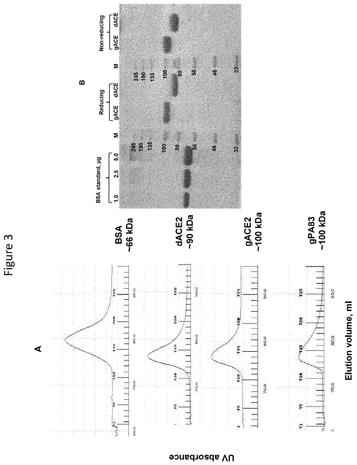 Engineering, production and characterization of plant produced, soluble human angiotensin converting enzyme-2 as a therapeutic target in covid-19