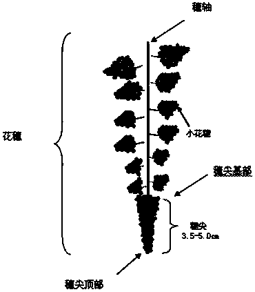 Sunrose grape flower/ fruit cluster pruning method