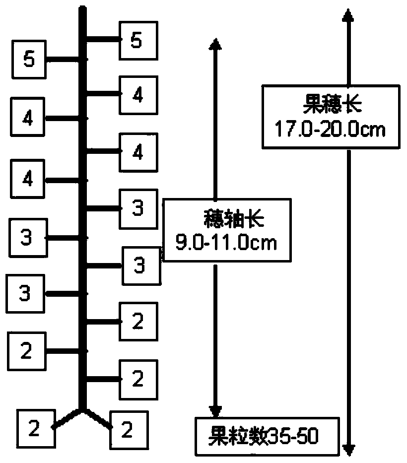 Sunrose grape flower/ fruit cluster pruning method