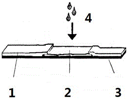 Rapid detection method of nifedipine in blood pressure reducing health foods, and detection card developing method