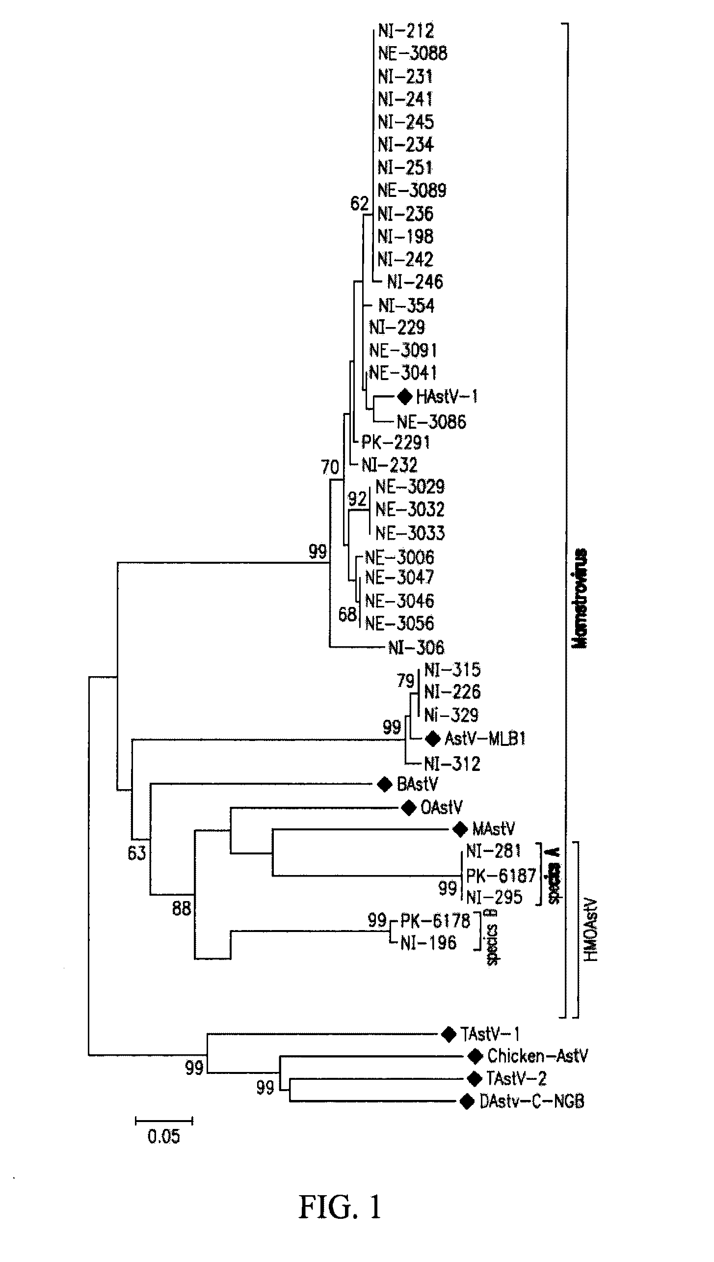 Astrovirus species