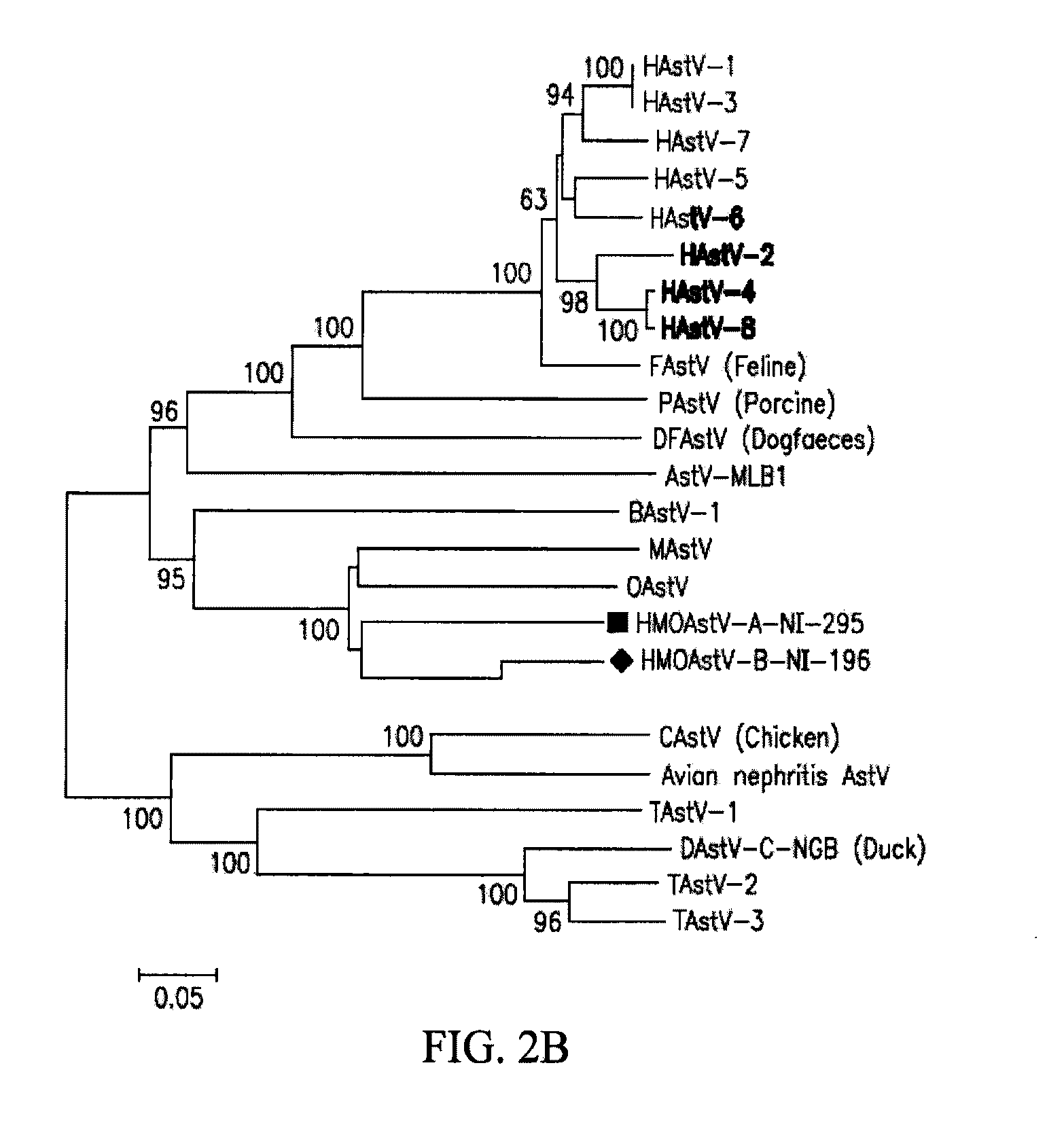 Astrovirus species