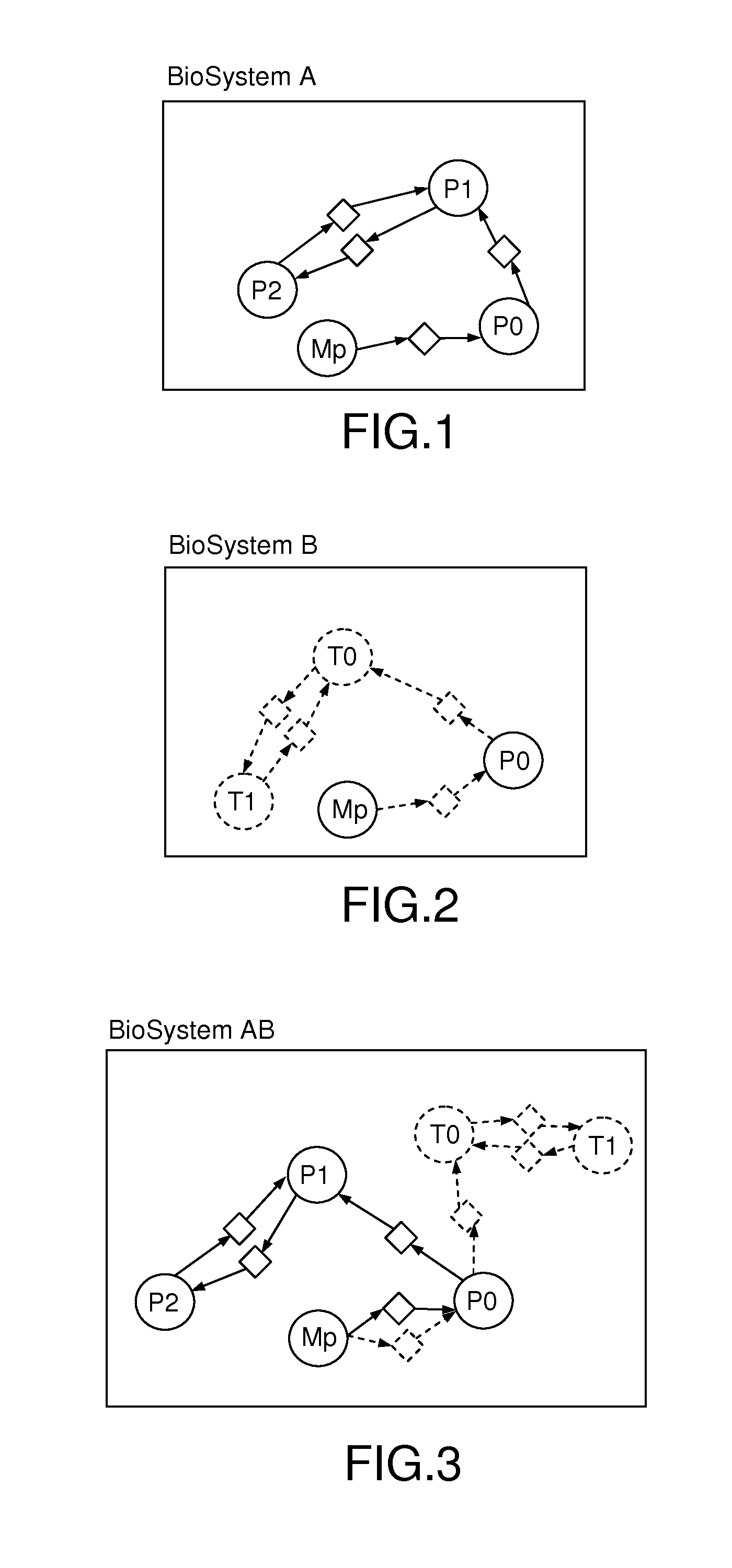 Computer-implemented method for designing a biological model