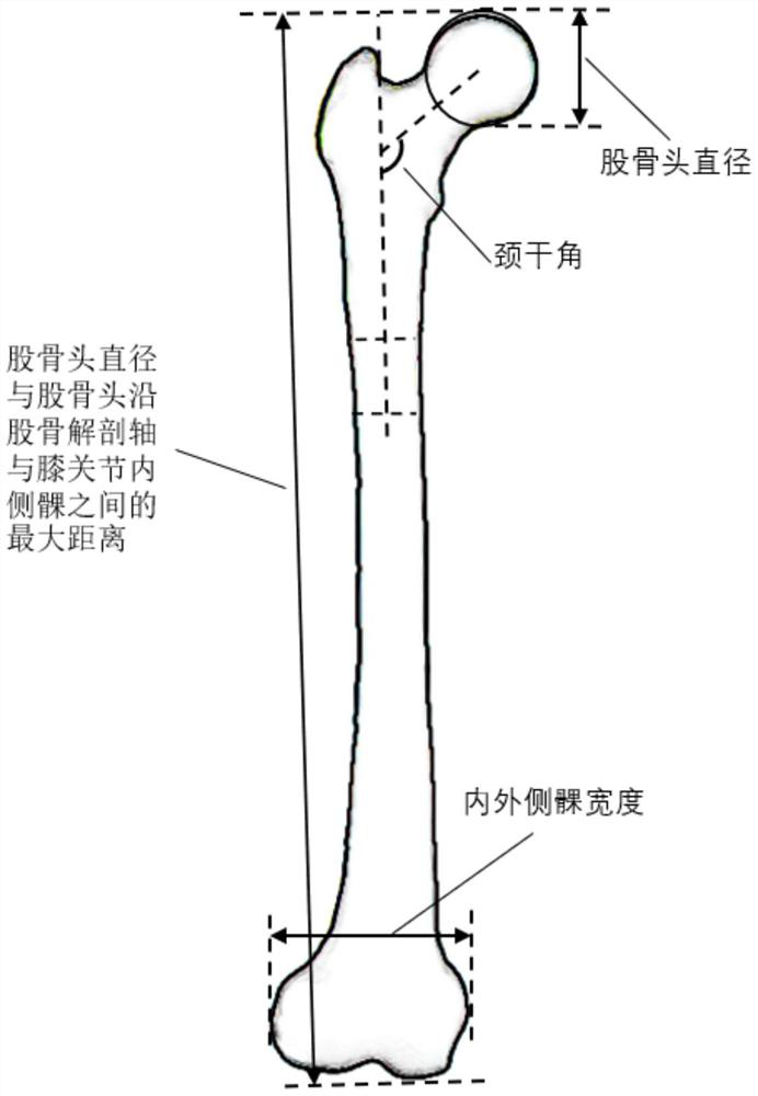 Human skeleton three-dimensional model acquisition method and system based on two-dimensional medical image