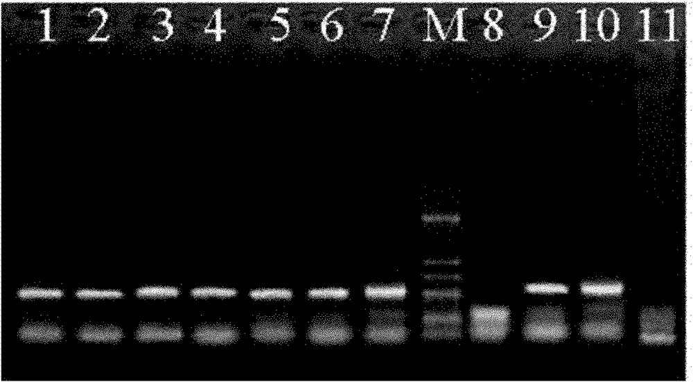 Inter-simple sequence repeat ISSR-SCAR marker specific to E-group chromosomes of agropyron elongatum