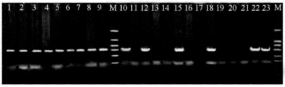 Inter-simple sequence repeat ISSR-SCAR marker specific to E-group chromosomes of agropyron elongatum