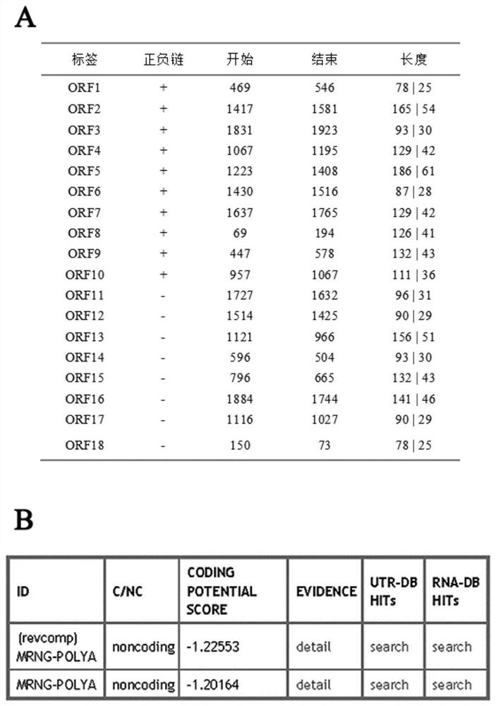 A rat long non-coding lncRNA-lncmstrg10078 and its application against cell damage