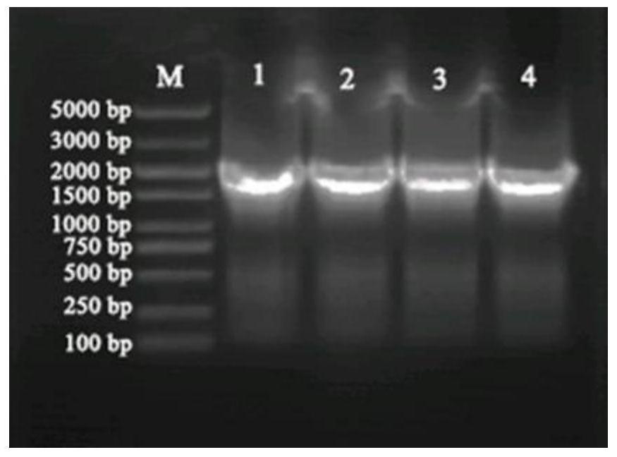 A rat long non-coding lncRNA-lncmstrg10078 and its application against cell damage