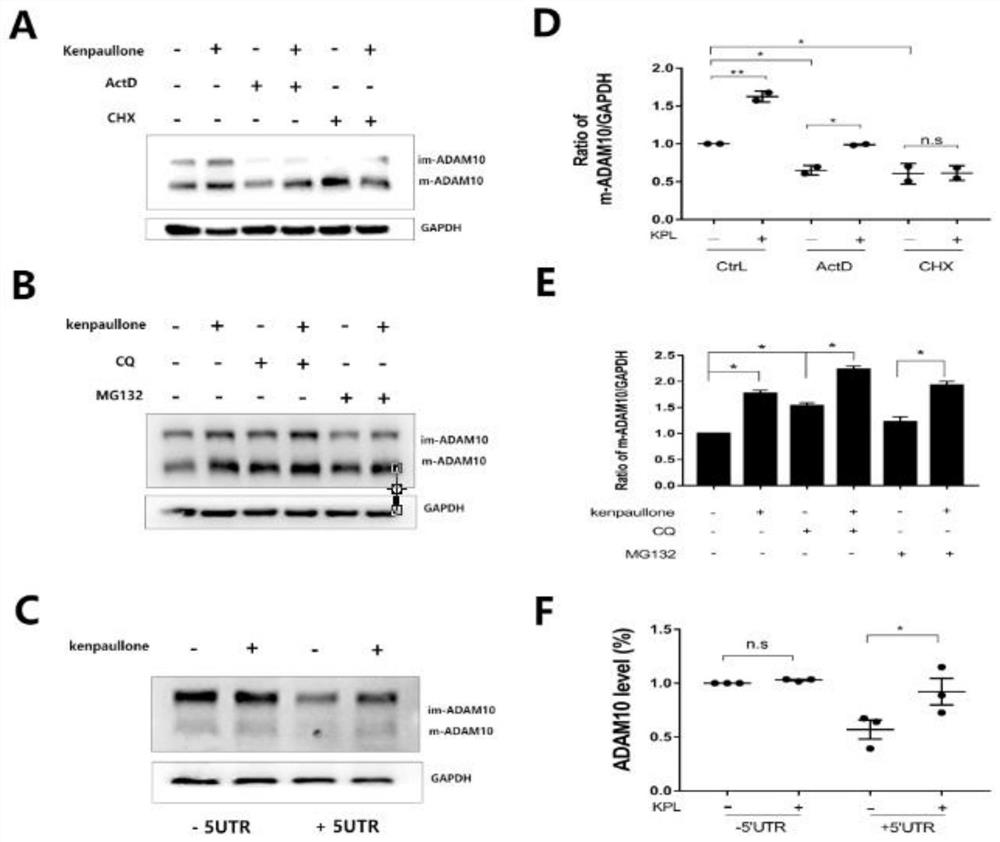 Application of Kenpaullone in preparation of medicine capable of preventing or treating cerebral amyloid angiopathy