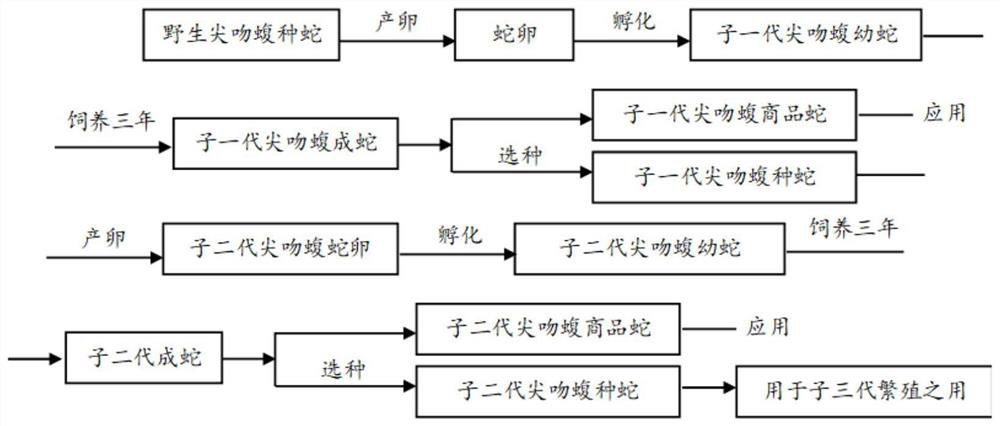 Standardized breeding method for deinagkistrodon