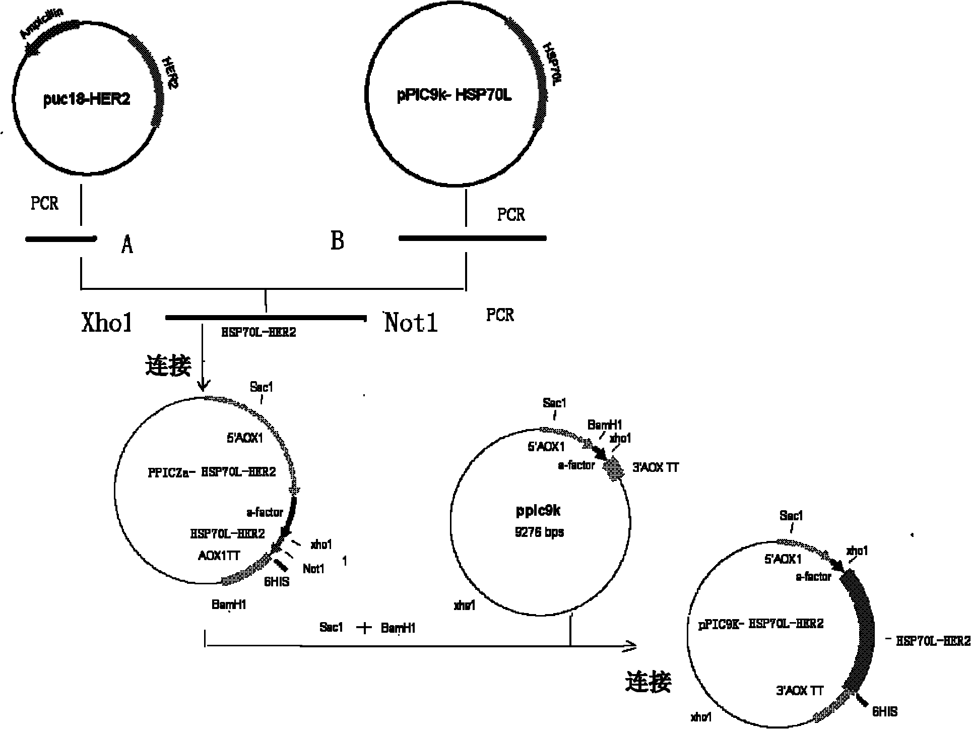 Preparation and application of Her2-neu antigen positive tumor therapeutic vaccine