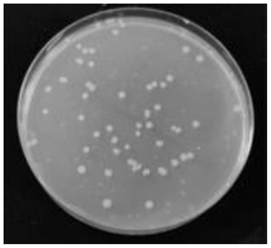 A method for efficiently isolating endophytic nitrogen-fixing bacteria in corn