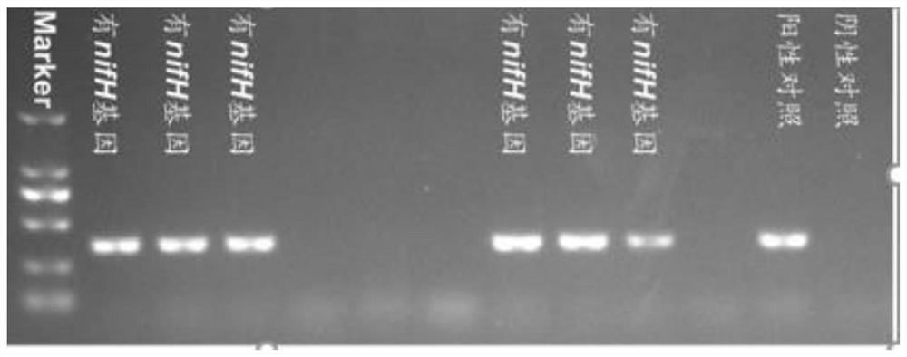 A method for efficiently isolating endophytic nitrogen-fixing bacteria in corn