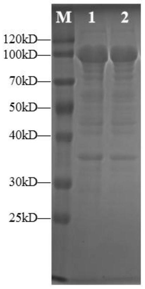 Preparation method of gamma-aminobutyric acid, whole-cell catalyst and application