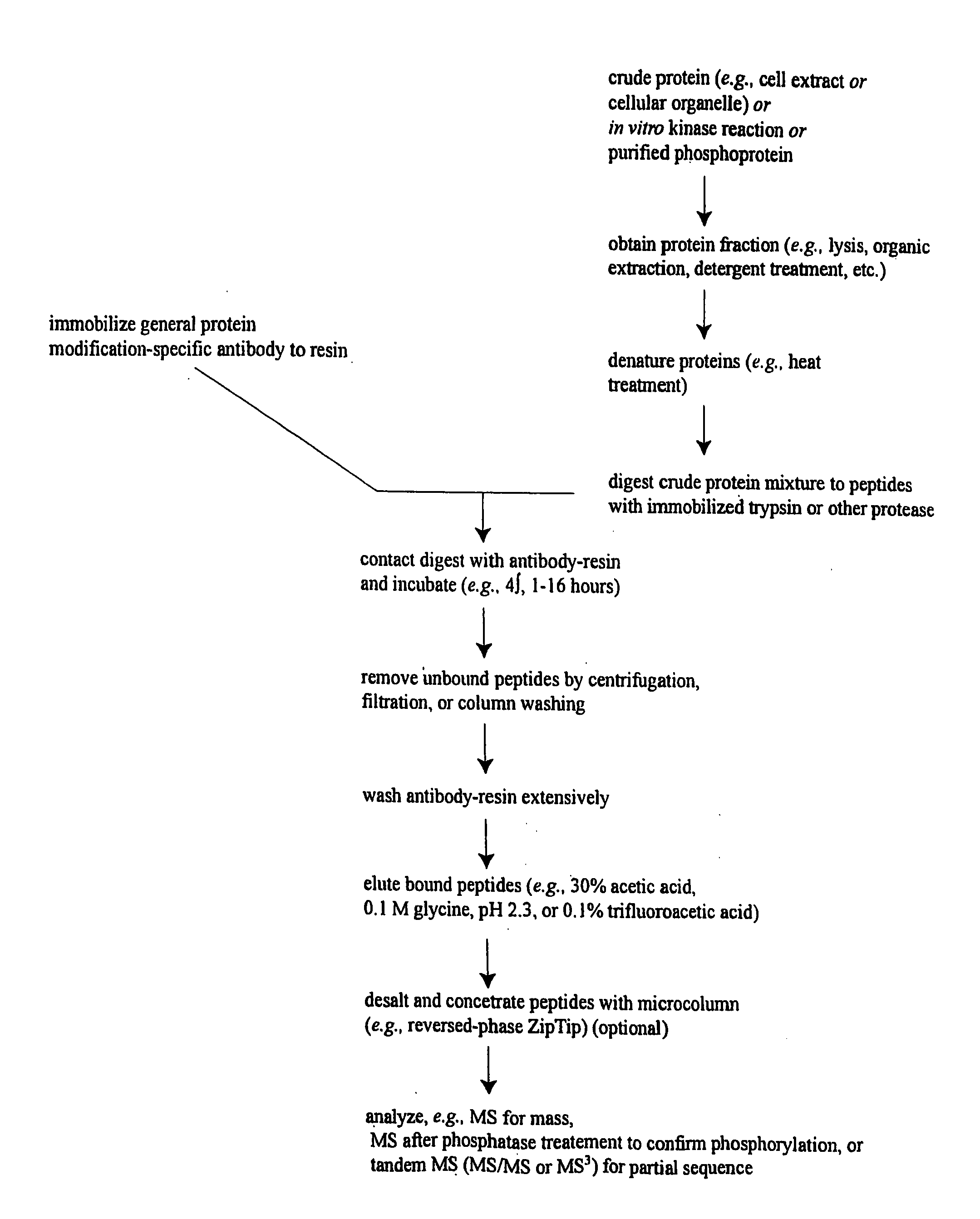 Reagents for the detection of protein phosphorylation in carcinoma signaling pathways